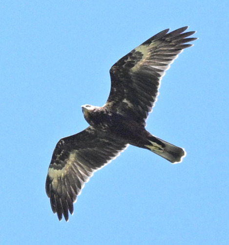 Eastern Marsh Harrier
