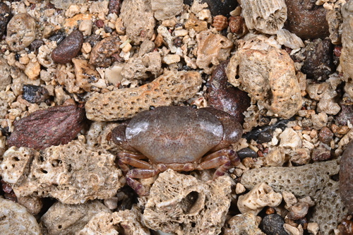 Epixanthus frontalis observed 2026-09-05