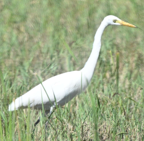 Medium Egret