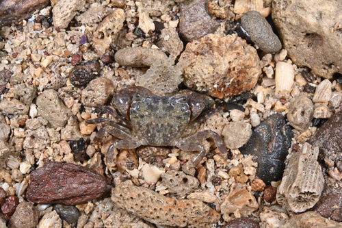 Gaetice depressus