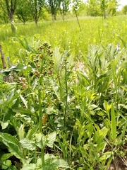 Scrophularia scopolii