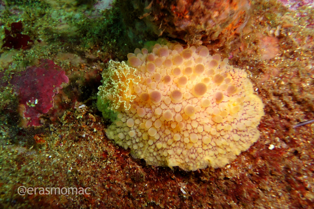 Doris fontainii