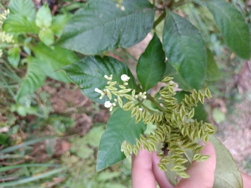 Ophiorrhiza kuroiwae observed 2026-09-05
