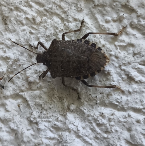 Brown Marmorated Stink Bug