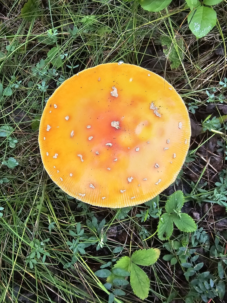 Fly Agaric · September 2026 · photo: Photo: (c) Norma Malinowski, some rights reserved (CC BY) · iNaturalist