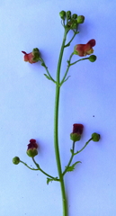Scrophularia scopolii