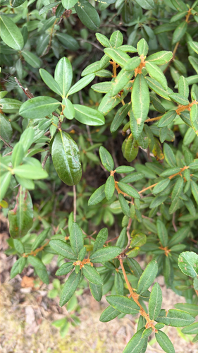 Bog Labrador Tea