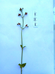 Scrophularia scopolii