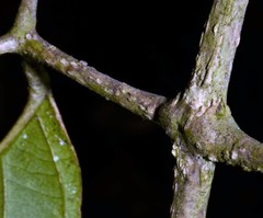 Tanaecium