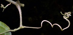 Tanaecium