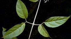 Tanaecium