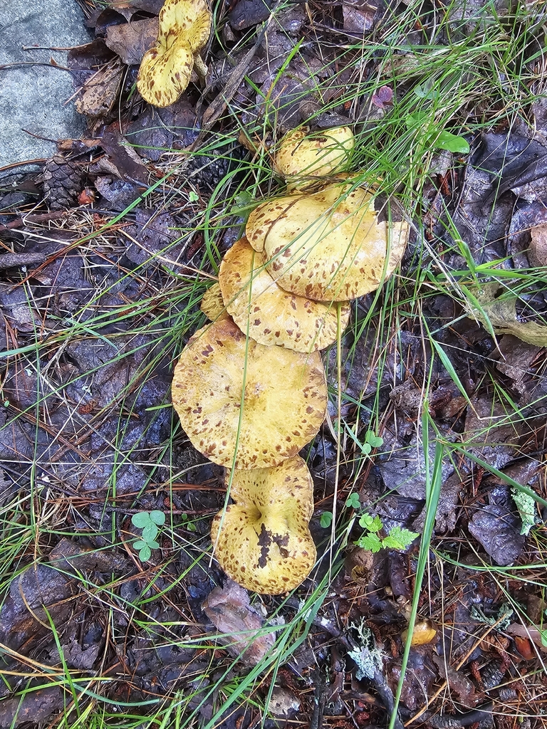 Chicken Fat Mushroom · September 2026 · photo: Photo: (c) Norma Malinowski, some rights reserved (CC BY) · iNaturalist