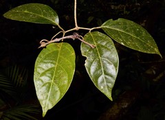 Tanaecium