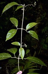 Tanaecium