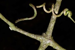 Tanaecium