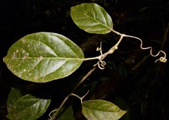 Tanaecium