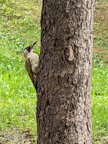 Eurasian Green Woodpecker