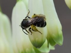 Lasioglossum sexnotatum