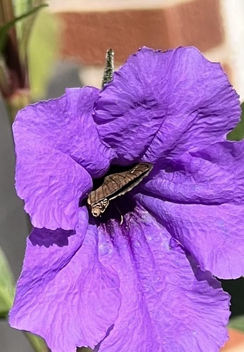 Clouded Skipper