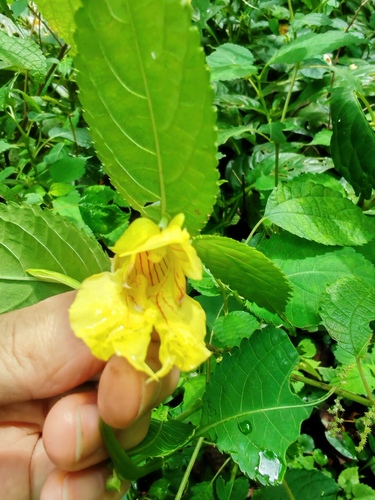 Impatiens davidii