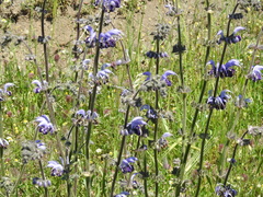Salvia indica
