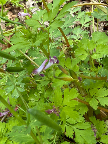 Corydalis incisa, photograph 4