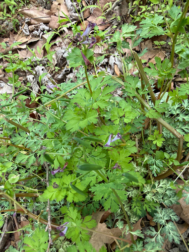 Corydalis incisa, photograph 2