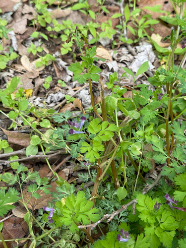 Corydalis incisa, photograph 6