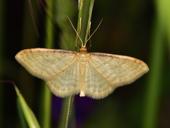 Idaea lutulentaria