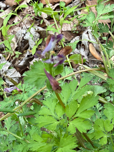 Corydalis incisa, photograph 3