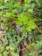 (c) Serenella Linares, some rights reserved (CC BY) Corydalis incisa, photograph (c) Serenella Linares, some rights reserved (CC BY)