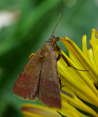 Phytometra viridaria