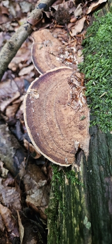 Fomitopsis quercina — (c) Heiko Weber, some rights reserved (CC BY)