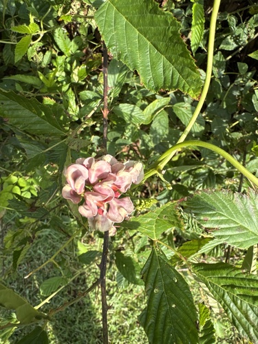American groundnut