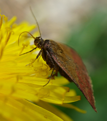 Phytometra viridaria