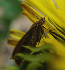 Phytometra viridaria