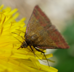 Phytometra viridaria