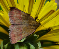 Phytometra viridaria