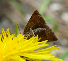 Phytometra viridaria