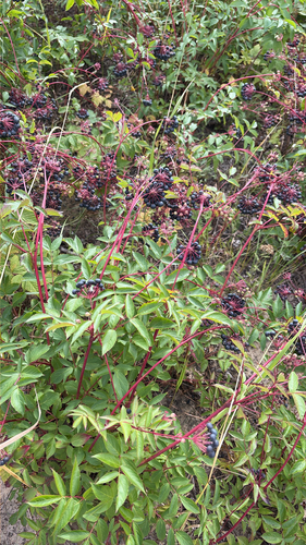bristly sarsaparilla