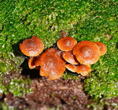 Kuehneromyces brunneoalbescens