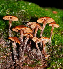 Kuehneromyces brunneoalbescens