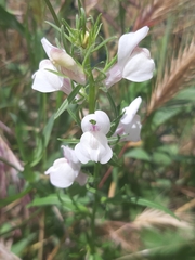 Misopates