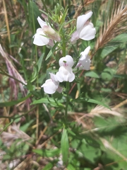 Misopates
