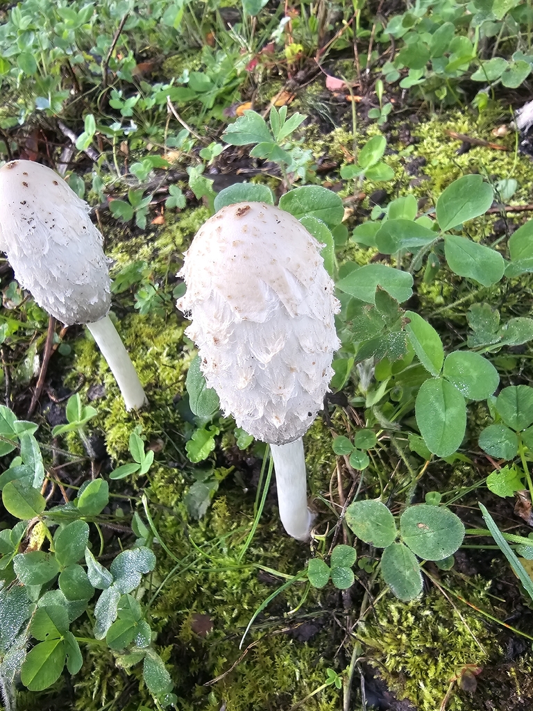 Shaggy Mane · September 2026 · photo: Photo: (c) Norma Malinowski, some rights reserved (CC BY) · iNaturalist