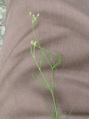Spermolepis inermis