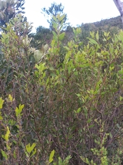 Persoonia lanceolata