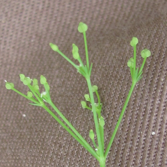 Spermolepis inermis
