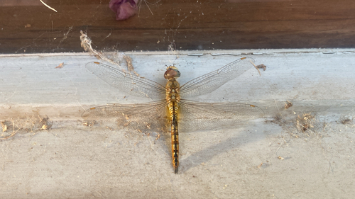 Wandering Glider