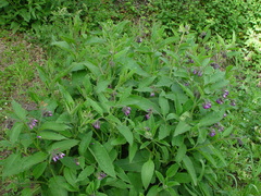 Symphytum × uplandicum